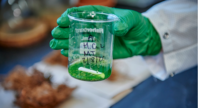 Green gloved hand holding beaker of green liquid labelled H. C. L